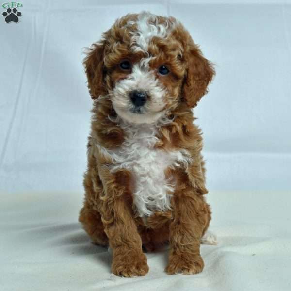 Jem, Miniature Poodle Puppy